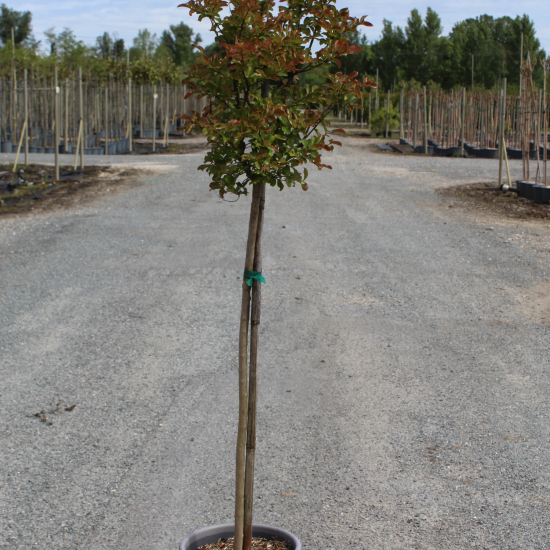 Lilas des indes 'Pecharmant'