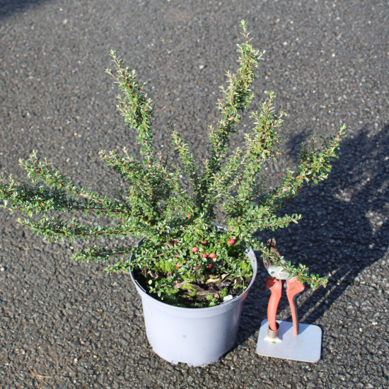 Cotonéaster à petites feuilles
