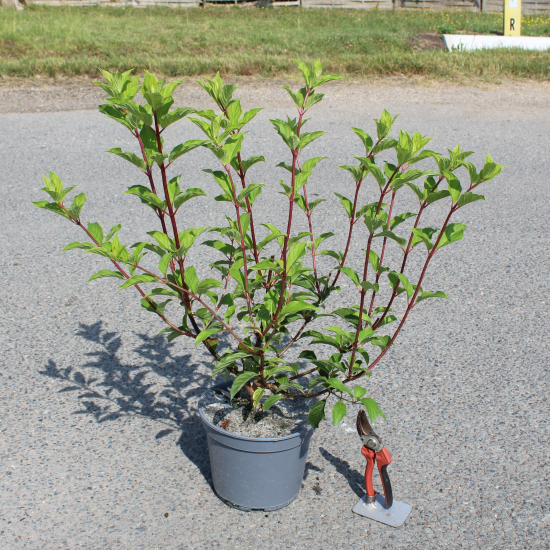 Hortensia paniculé 'Sundae fraise'