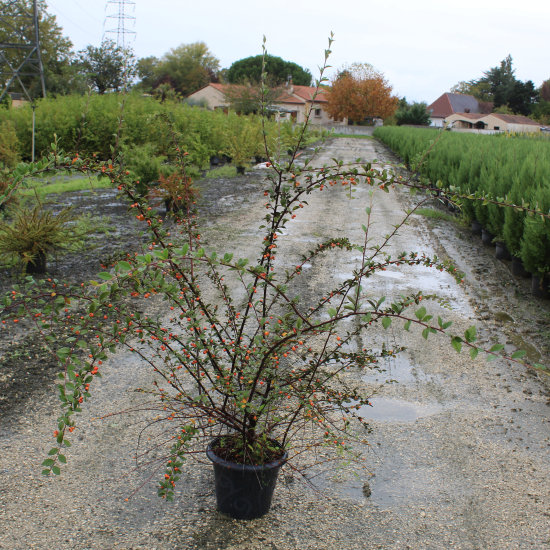 Cotonéaster de Franchet ou Cotonéastre de Franchet