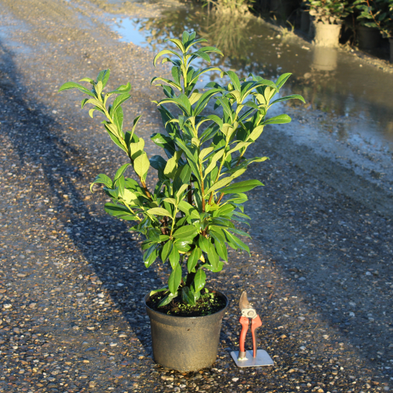 Laurier palme 'Caucasica darts'