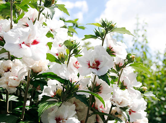 Rose de Chine ou Ketmie