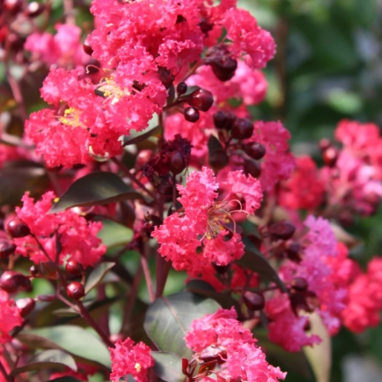 Lilas des indes 'Double dynamite'