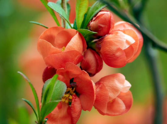 Cognassier à fleurs 'Cameo saumon'