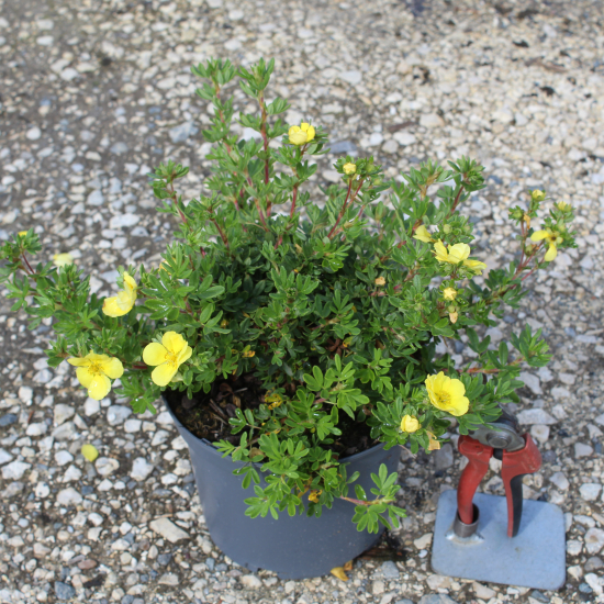 Potentille 'Double punch gold'