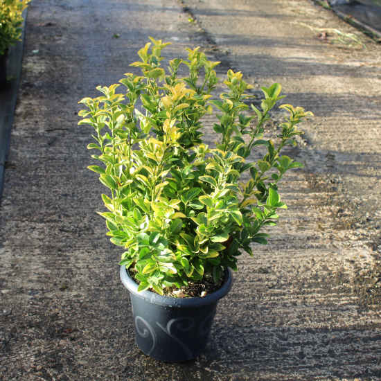 Fusain du japon 'Aureomarginatus'