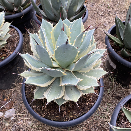 Agave  'Bluewinds'