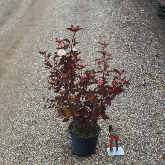 Physocarpe à feuilles cuivre 'Diable d'or'