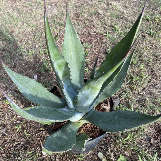 Agave  'Crassispina'