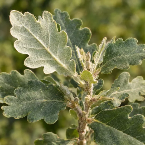 Chêne pubescent (Quercus pubescens) — jeune rameau avec feuilles lobées et duveteuses