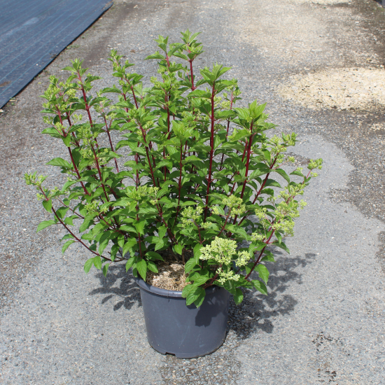 Hortensia paniculé 'Vanille fraise'