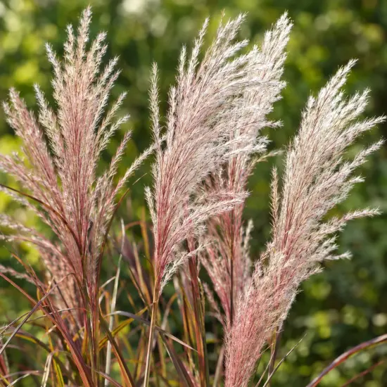 Roseau de chine 'Purpurascens' (Miscanthus sinensis) — grandes panicules plumeuses rosées sur feuillage vert