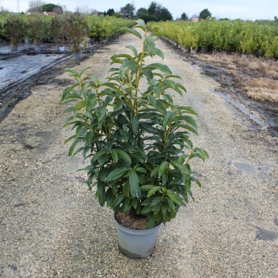 Laurier palme 'Caucasica darts'