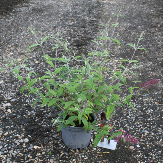 Arbre aux papillons 'delight rose'