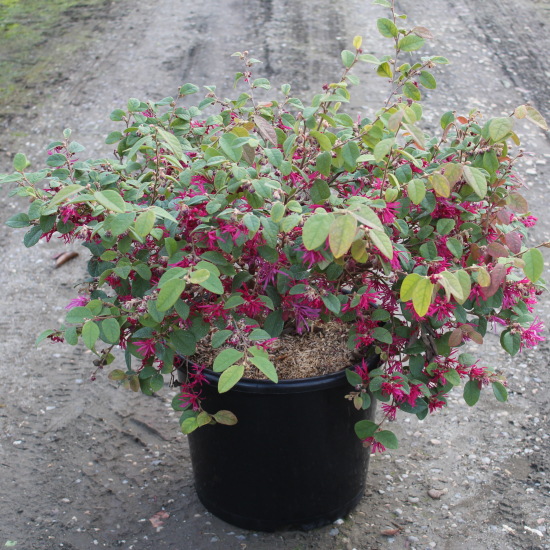 Loropétale de chine 'Blush'