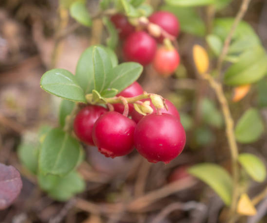 Symphorine 'Hancock'