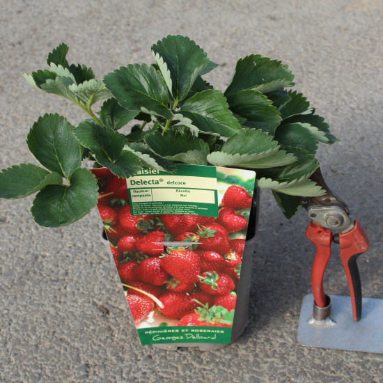 Fraisier 'Delecta'