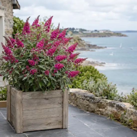 Buddleia 'Butterfly candy little cerise' (Buddleja davidii) — arbuste fleuri en bac bois sur terrasse côtière