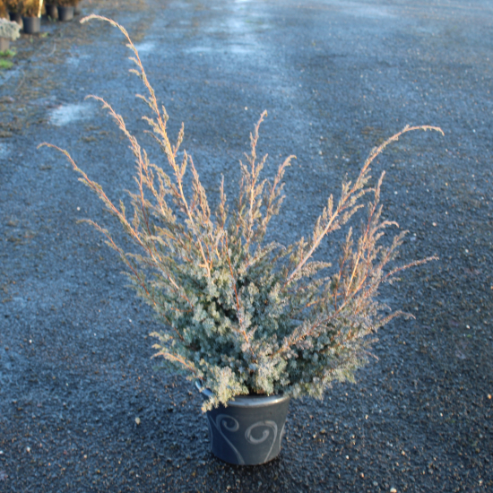 Genévrier de chine 'Blue alps'