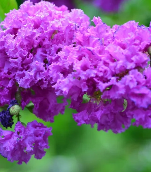 Lilas des indes 'Purple star'