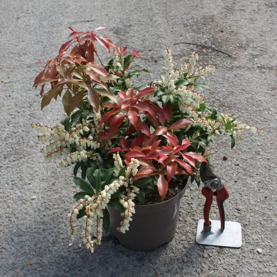 Andromède du japon 'Mountain fire' (Pieris japonica)