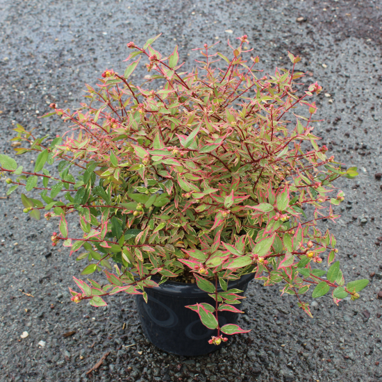 Millepertuis 'Tricolor'