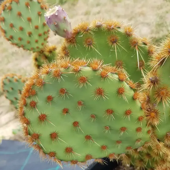 Figuier de barbarie (Opuntia) — raquettes de cactus couvertes de touffes d'épines