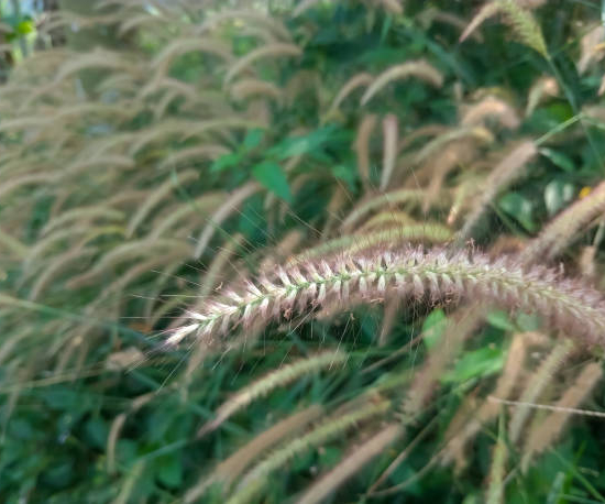 Herbes aux écouvillons 'little bunny'