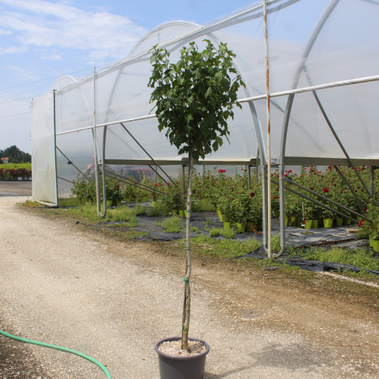 Althéa 'Oiseau bleu'