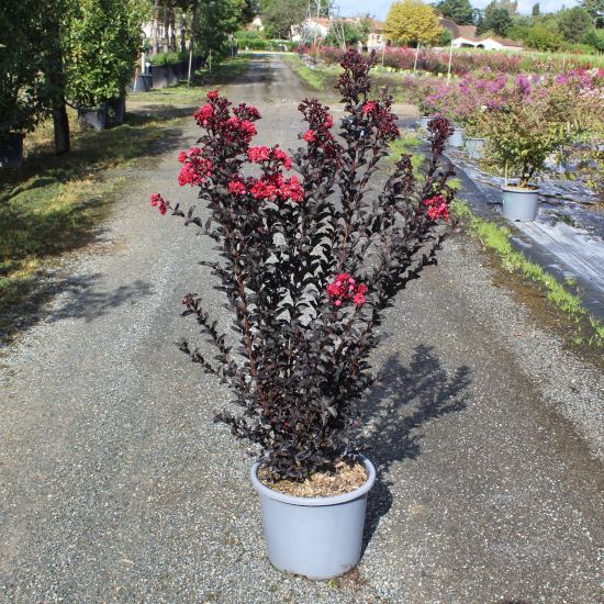 Lilas des indes 'Crimson red'