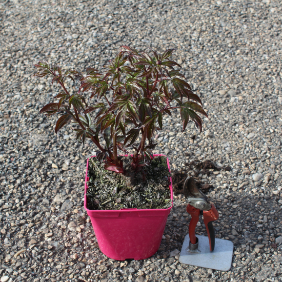 Pivoine 'Shirley temple blanc'