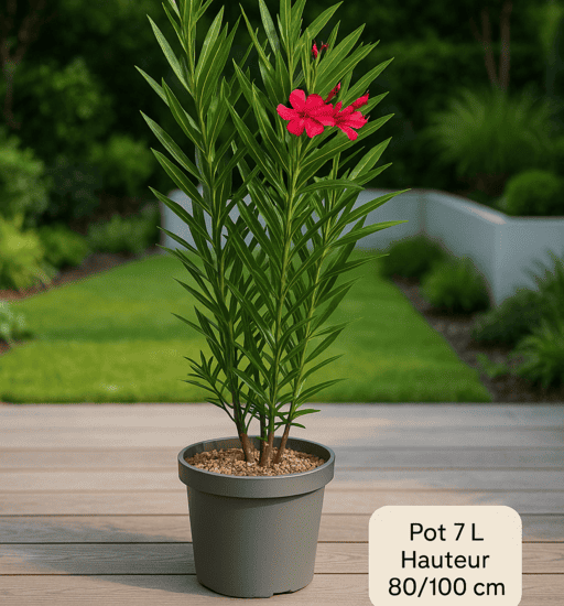 Laurier rose 'Tito Poggi'