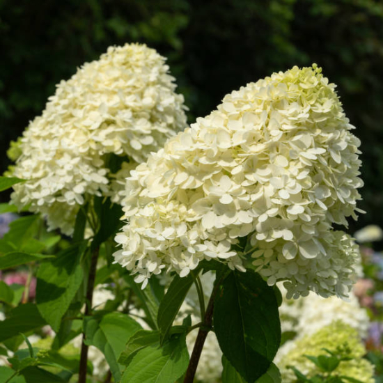 Hortensia paniculé 'Silver dollar'