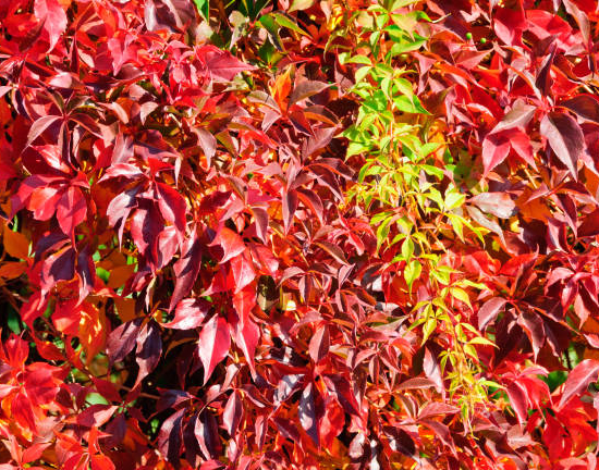Vigne vierge 'Engelmannii'