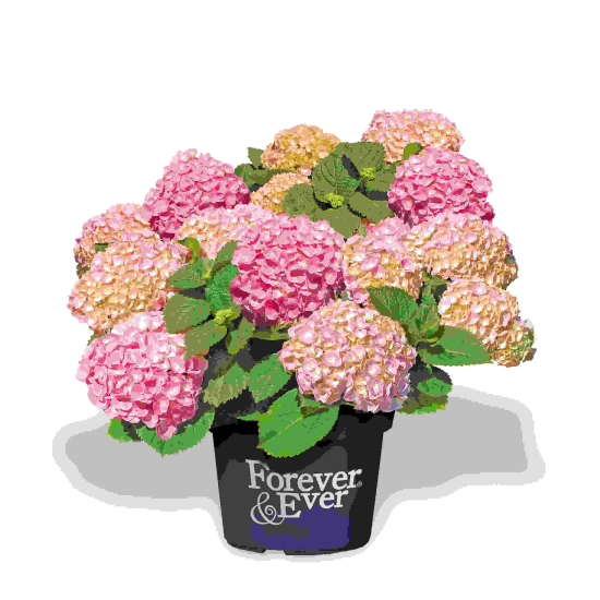 Hortensia 'Forever and ever rose'