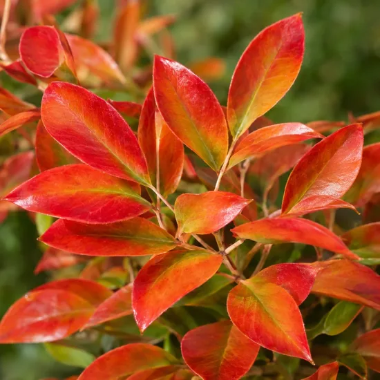 Bambou sacré Fire Power (Nandina domestica) — gros plan sur feuillage aux feuilles rouges · Photo d'illustration