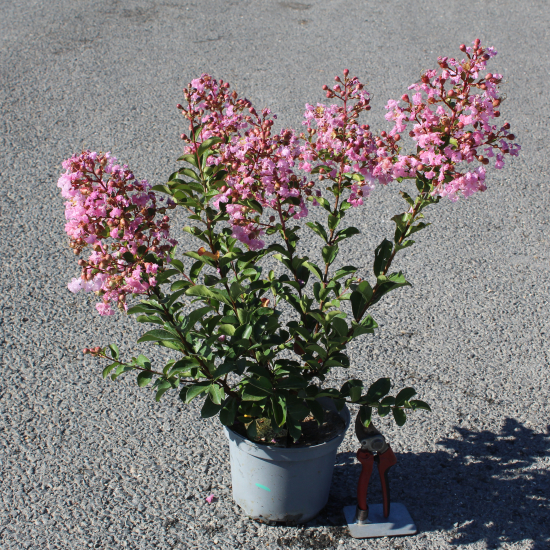 Lilas des indes 'Soir d ete'