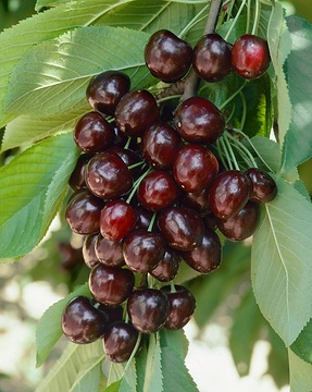 Cerisier 'Moreau'