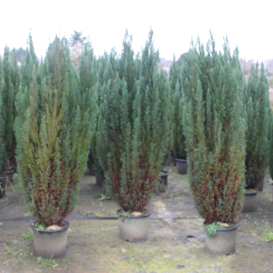 Cyprès de lawson 'Ellwoodii'