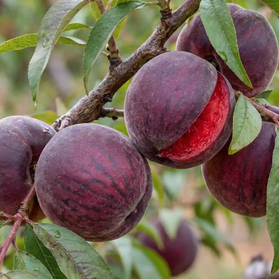 Pêcher 'Sanguine vineuse'