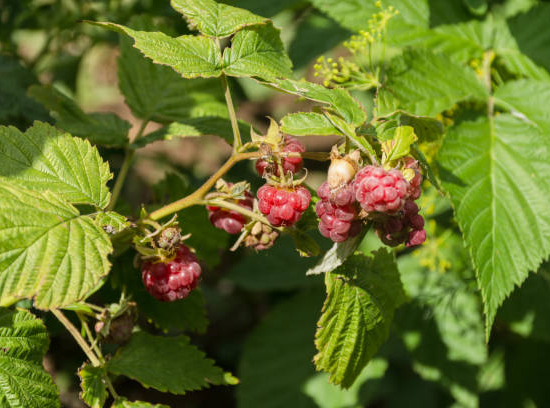 Framboisier 'Belle aromatica'