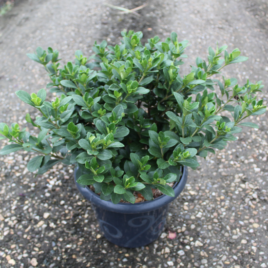 Tiaré 'Kleim s hardy'