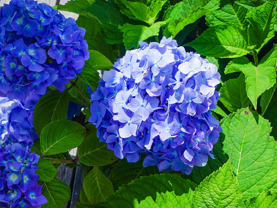 Hortensia 'Renate steiniger bleu'