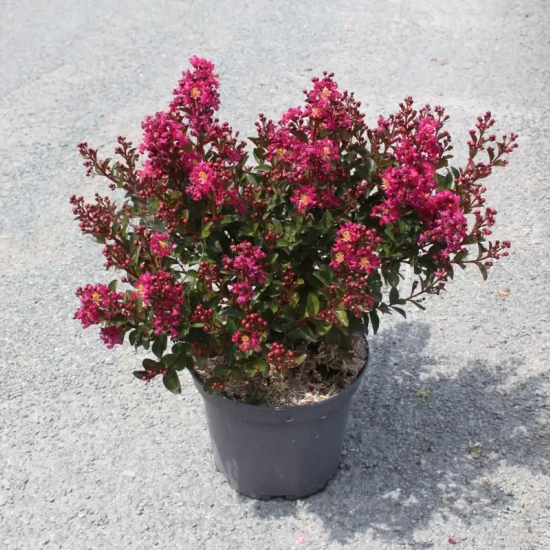 Lilas des indes 'Pink velour'