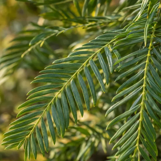 Mahonia 'Softcaress' (Mahonia eyrybracteata) — gros plan sur feuilles allongées vert brillant · Photo d'illustration
