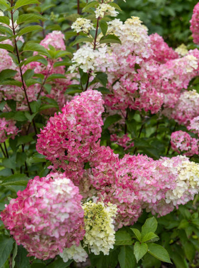 Hortensia paniculé 'Fraise melba'