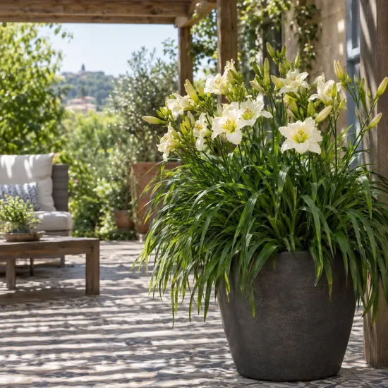 Hemerocalle 'Carnival' — grand pot de fleurs jaunes sur terrasse · Photo d'illustration