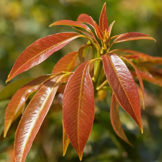 Litchi (Litchi chinensis) — gros plan sur jeunes feuilles rouge cuivré · Photo d'illustration