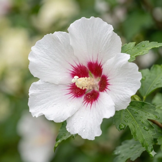 Althéa 'Pinky spot'