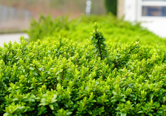 Houx crénelé 'Green hedge'